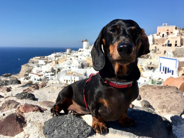 Vacanze in Grecia con il cane: bassotto felice in quel di Oia, Santorini