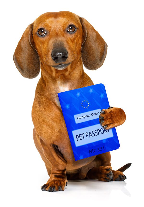 Vacanze in Grecia con il cane: il loro passaporto