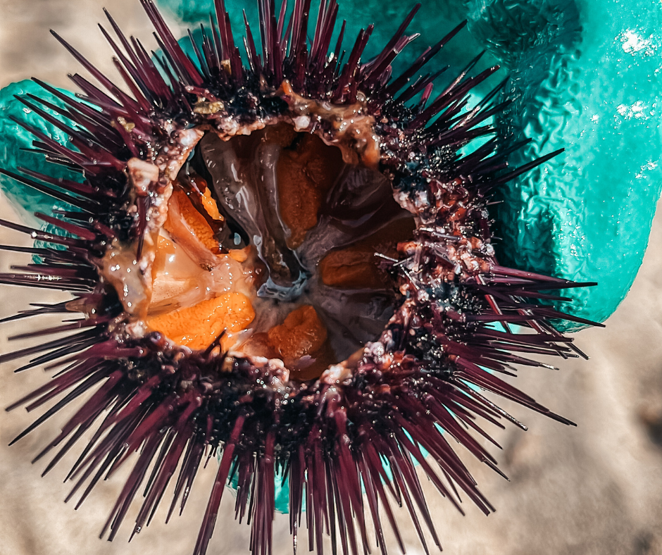Riccio pescato alla spiaggia di Lefkis