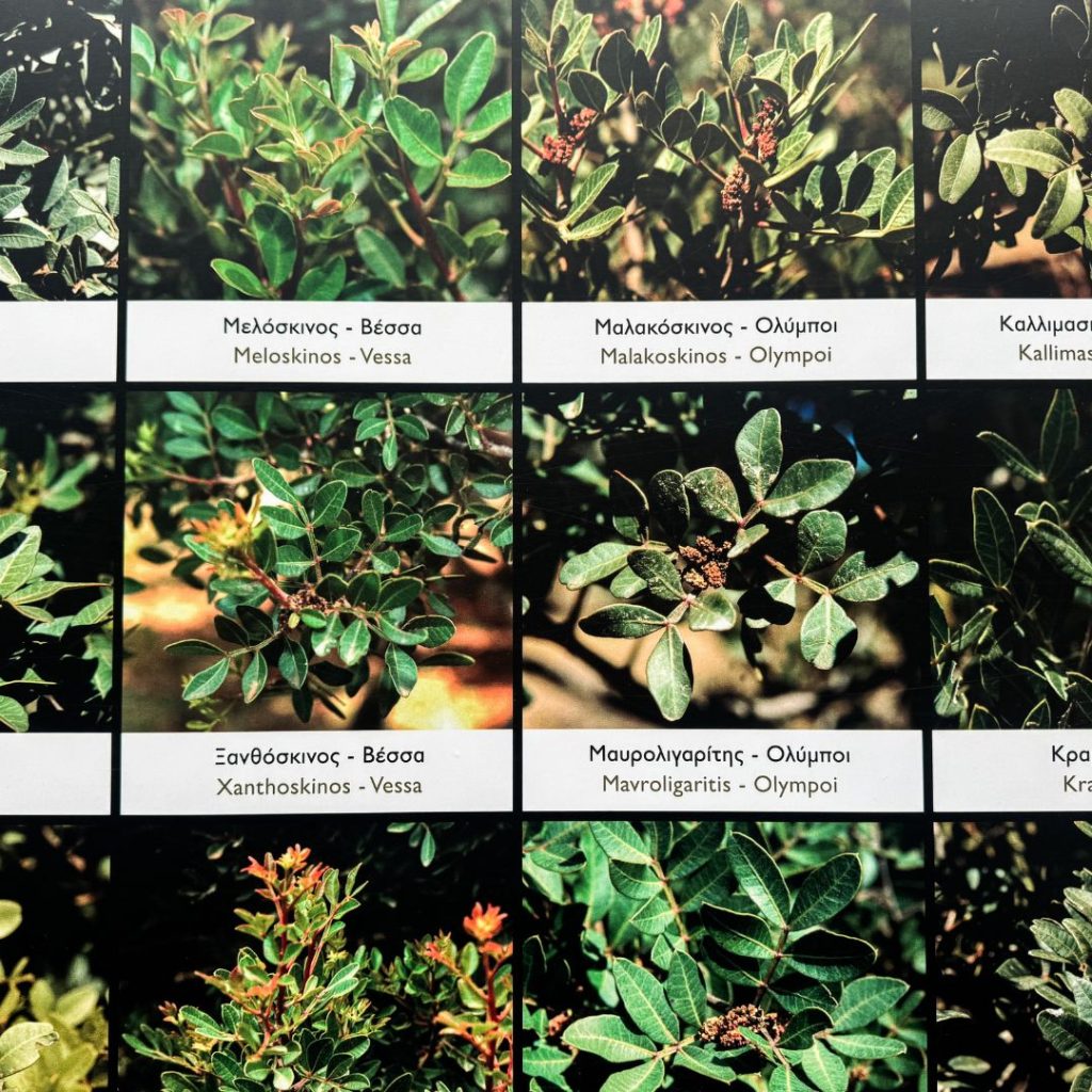  A Chios, in ogni zona dei mastichochoria, il lentisco si differisce per forma, colore delle foglie, dimensione e densità. 